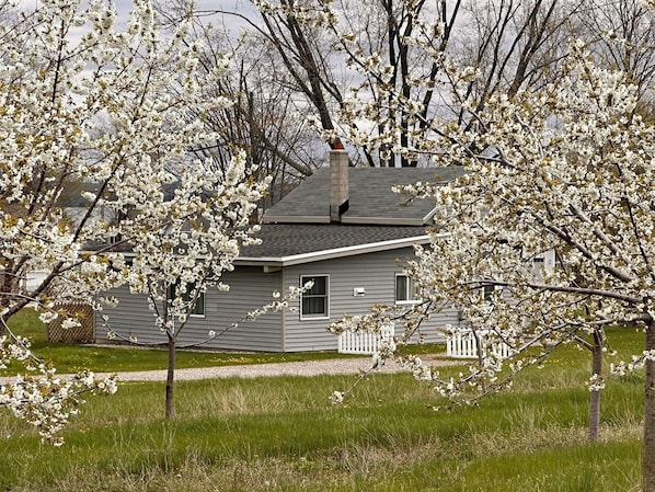 Cherry Blossoms by the Cottage.