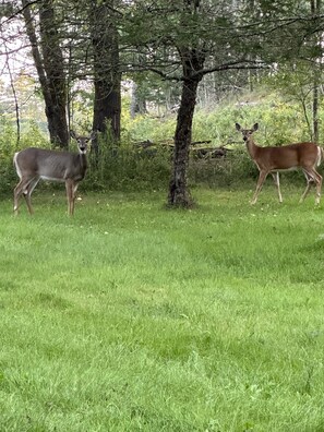 Some of the deer who live nearby