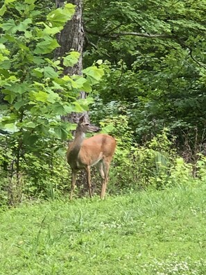 Wildlife in the yard.