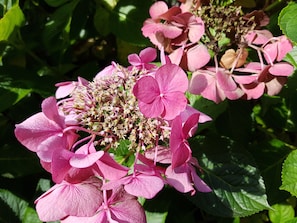 Nos hortensias