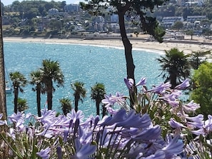 vue sur la plage & palmiers depuis notre terrasse sud
à travers nos agapanthes  