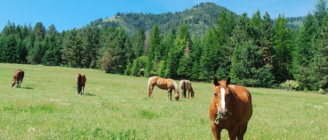 Parco della struttura