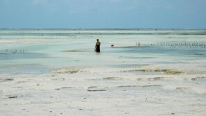 Spectacular scenery - seaweed farm east coast
