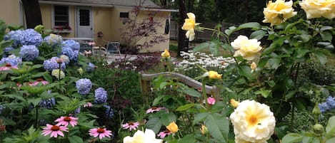 Sweet Cape cottage with big flower garden