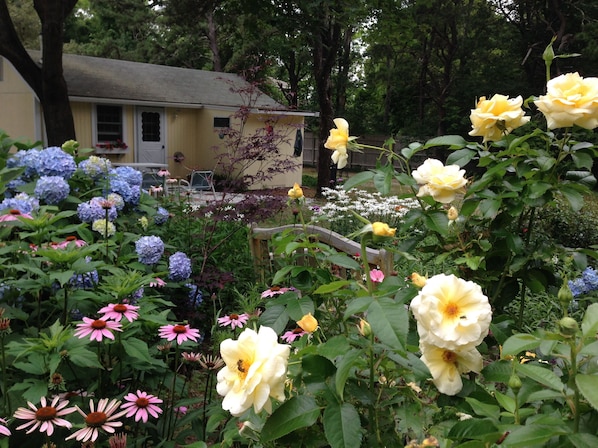Sweet Cape cottage with big flower garden