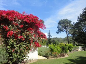 Lovely Bouganvillia around the villa