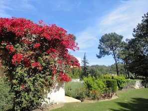 Lovely Bouganvillia around the villa