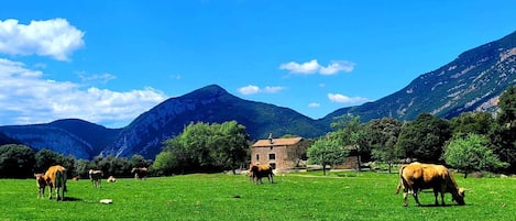 Edificio de propiedad,Jardín,Animales,Vista al jardín