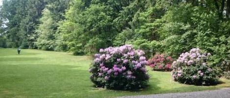 Der schöne große Garten mit Wiese und Wald.