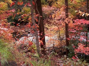 Fall colors from stream