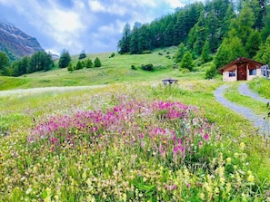 Alpine meadow in June