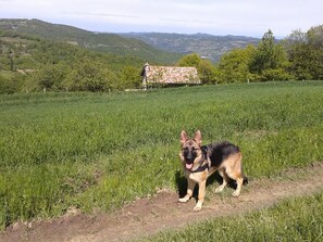 Bild 62