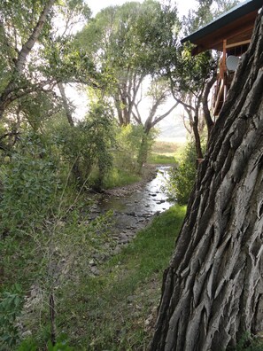 View up Trout Creek