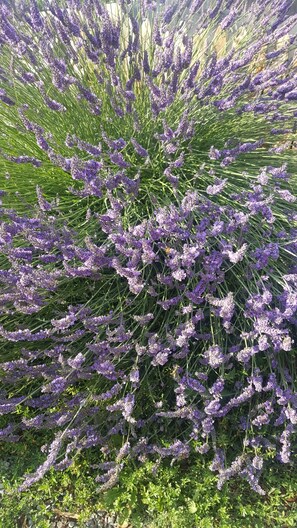 This is what Sequim is all about... the lavender!