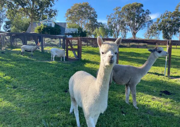 This is the back view of the guest house, beyond the pair of alpacas and sheep. 