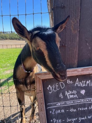 Animals pop their head into your private garden area for the treats (provided). 