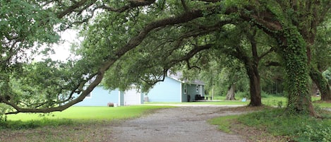 Beautiful Live Oaks