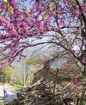 the judas tree in the front garden