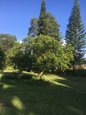 Orange trees