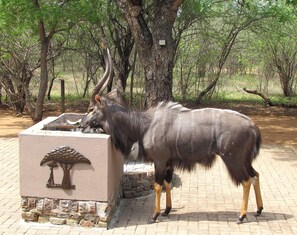 Visite d'un NYALA