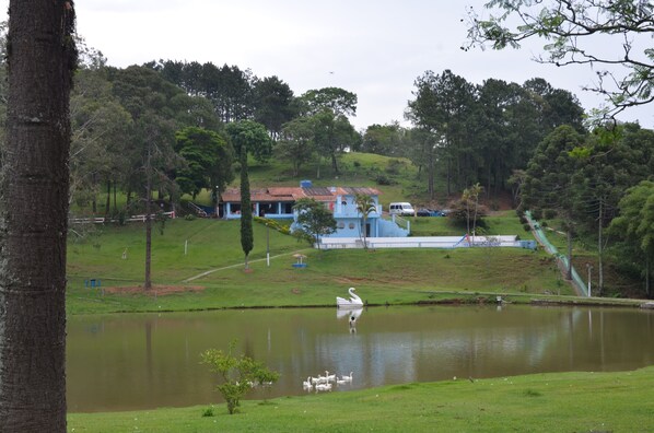 Lago com aves patos e ganços pedalinho.  