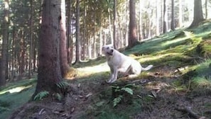 Animaux de compagnie acceptés