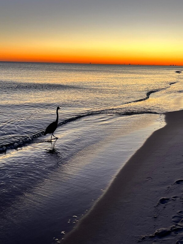 Our beach at sunset.