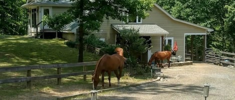 Overnatningsstedets område