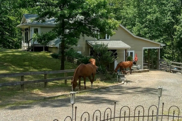 The "Barnpartment" at Unicorn Hollow