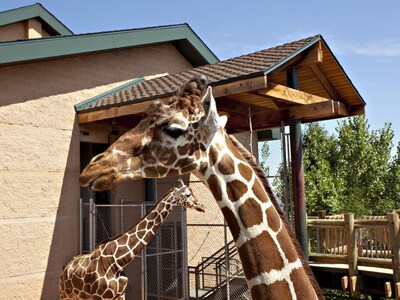 Enchanting Hideaway ON Cheyenne Creek! Five Minute Walk to Broadmoor!