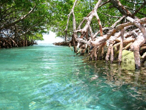 Guillligan Island Very close from the house !!!