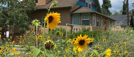 Arizona sunflowers out front 