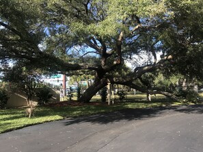 Majestic oak tree near the property's entrance