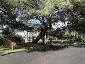 Majestic oak tree near the property's entrance