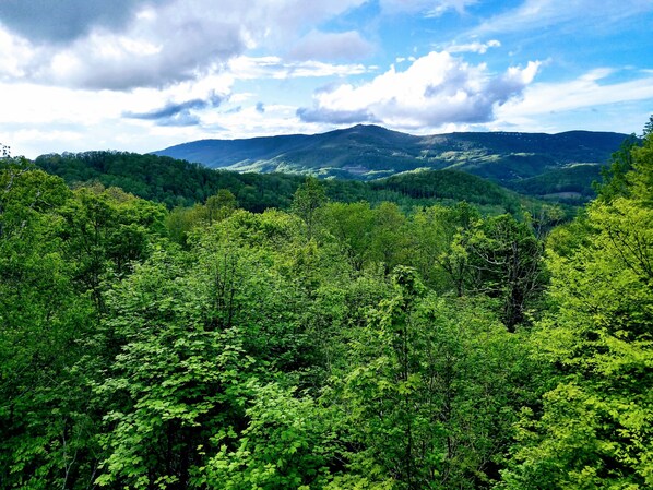Spring from the deck