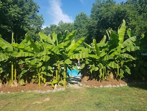 pool area