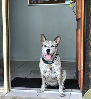 Animaux de compagnie acceptés