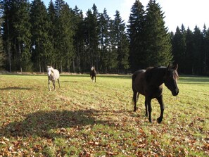 Wiese vor dem Haus