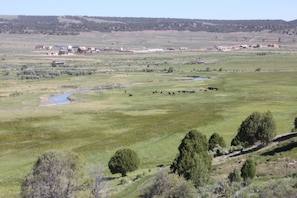 You usually see cattle during the summer.