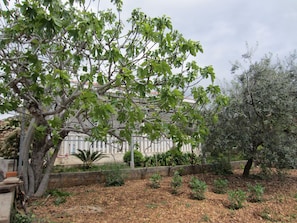 garden (house and surroundings)