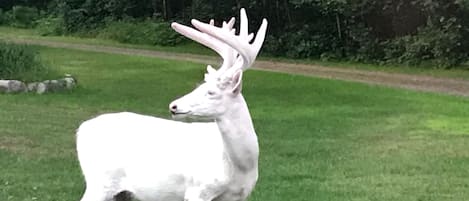 many albino deer are located near this property