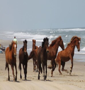 Minutes from 4 x 4 area where wild horses roam free