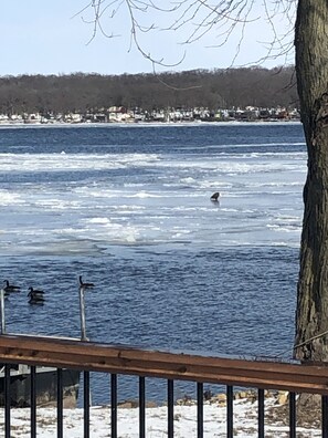 Eagle on Mississippi in February