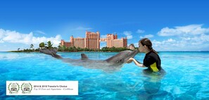 Optional Dolphin experience