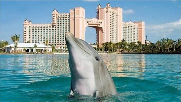 Swim with our lovable Dolphins!