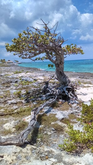 The love tree.