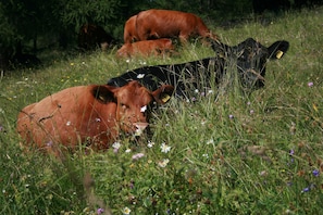 Terrenos do alojamento