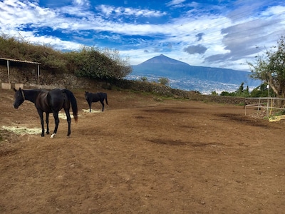 Holiday paradise in breathtaking nature with horse riding for young and old 