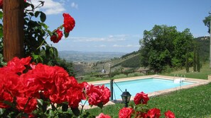 Roses around the Pergola 