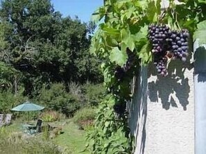 Summer pickings